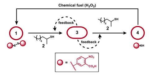 A diagram showing a chemical reaction on a loop