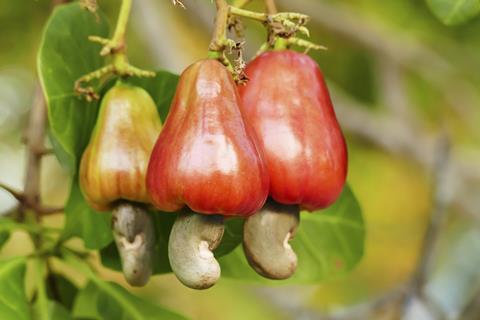An image showing cashew fruits