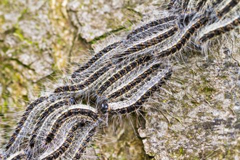 The Oak Processionary (Thaumetopoea processionea) caterpillars on the move on a tree in spring in the Netherlands.