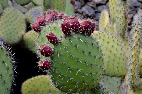  Prickly pear cactus