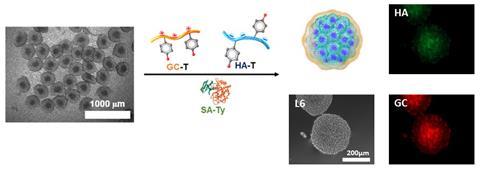 Schematic and fluorescence images of β-cell spheroids encapsulated with hydrogel nanofilm