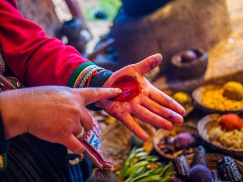 Woman showing carmine recently extracted from cochineal in her hand 