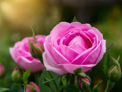 Pink damask roses