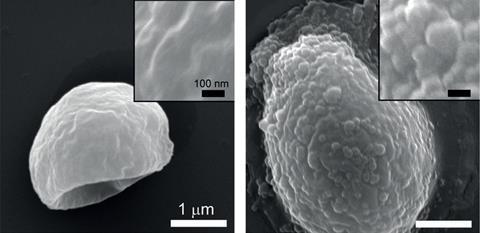 SEM images of (left) native yeast and (right) SMA-coated yeast