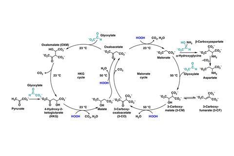 Two abiotic cycles each oxidize glyoxylate into CO 2 with the regeneration of oxaloacetate. All reactions of both the HKG and Malonate cycles progress signi ficantly in hours at pH values 7 –8.5 at the listed temperature of 50 °C or 23 °C