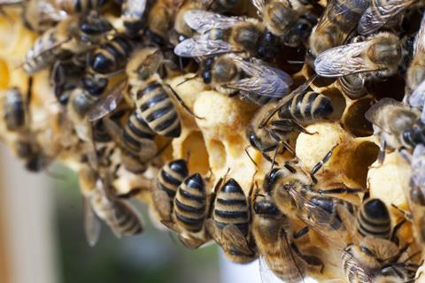 Carniolan honeybees
