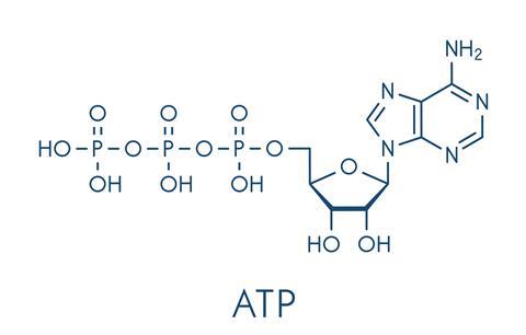 Adenosine triphosphate