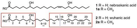 Structures of the very-long-chain dihydroxy fatty acids from O. violaceus seed oil