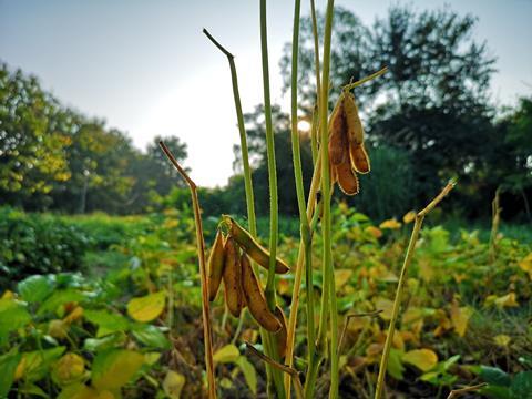 An image showing a soybean brown pod