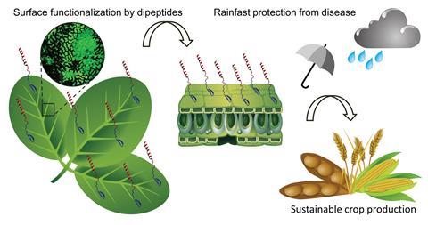 A graphical abstract showing how a bifunctional dermaseptin–thanatin dipeptide functionalises the crop surface for sustainable pest management