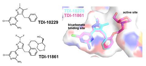 a Molecular structure of TDI-10229 and TDI-11861. b Overlay of the sAC complexes with TDI-10229 (cyan sticks) and TDI-11861 (magenta sticks). sAC, shown contoured as a molecular surface colored according to atom type, is from the TDI-11861 complex.