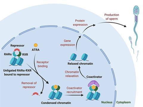 Molecular mechanisms underlying the role of RARα in regulating gene expression during spermatogenesis. The RAR alpha–RXR complex with repressor proteins inhibits gene transcription by facilitating chromatin condensation. After binding with ATRA, repressor proteins dissociate from the complex and coactivators are recruited, resulting in chromatin relaxation and expression of genes necessary for male germ cell differentiation during mammalian spermatogenesis.  