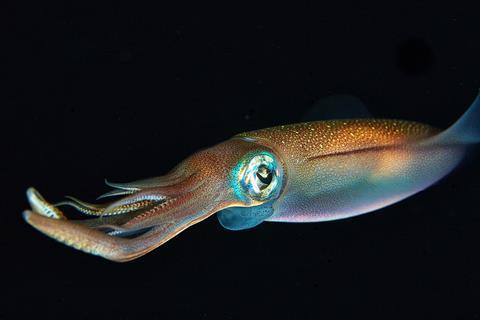 Squid