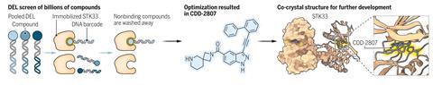 DNA-encoded library (DEL) technology enables efficient screening of billions of compounds, each tagged with a distinct DNA barcode. This approach was used to identify a potent hit for the male contraceptive target serine/threonine-protein kinase 33 (STK33). This compound was optimized to CDD-2807, which mediated safe and reversible male infertility after injection into mice. Further development is required to achieve oral bioavailability and ensure safety and high efficacy in humans