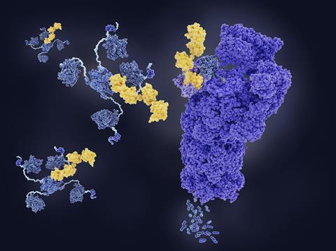 Tumour suppressor p53 degraded by proteasome. Computer illustration showing the structure of a molecule of tumour protein p53 (blue), tagged with ubiquitin (yellow), being degraded into small peptides by a proteasome (violet). p53 prevents cancer formation by acting as a tumour suppressor.