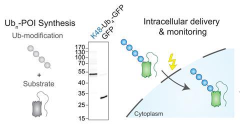 Cartoon describing the concept of preparing bespoke polyubiquitinated proteins in vitro and delivering them into the cytoplasm to measure their degradation.