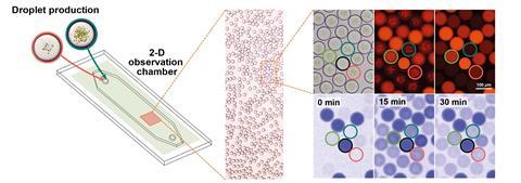 An image showing artificial chloroplasts