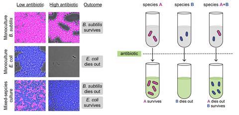 An image showing B subtilis and E coli