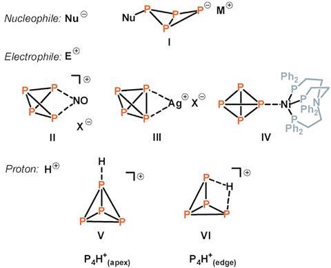 Examples of nucleophilic and electrophilic attacks at P4 and the assumed structures for protonated P4