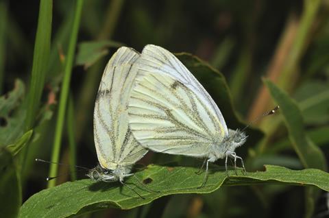 A photograph of a pair of green-veined white butterflies