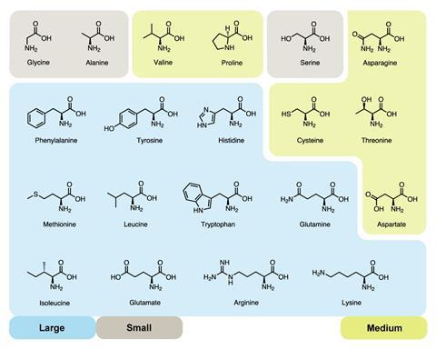 Amino acids grouped together as 'small', 'medium' and 'large' amino acids