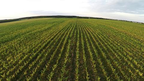 A field of crops 