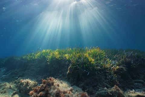 Natural sunbeams underwater through water surface in the Mediterranean sea on a seabed with neptune grass, Catalonia, Roses, Costa Brava, Spain 