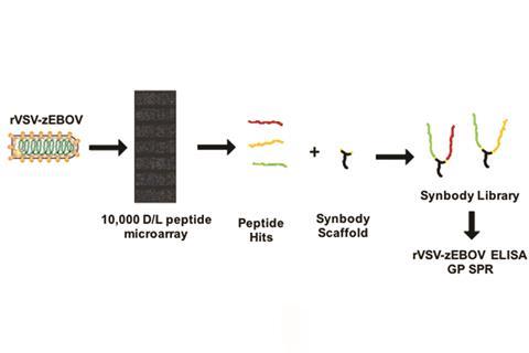 Workflow to discover and produce synthetic antibodies for Ebola