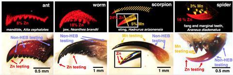 Images of different invertebrates tools underneath an element map indicating zinc and manganese-rich areas