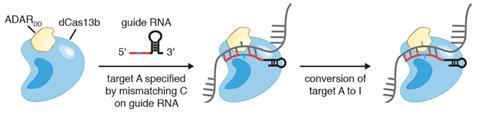 New Crispr just edits RNA - Figure 2a