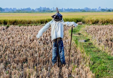 An image showing a scarecrow