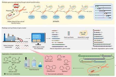 Schematic summarizing the development of strains for remediation of complex organic pollutants