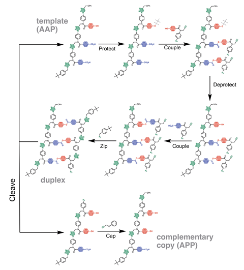 A scheme showing the covalent template-directed synthesis of a mixed sequence trimer