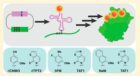 A graphical abstract representing the optimization of replication, transcription, and translation in a semi-synthetic organism