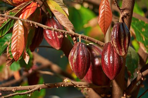 red cocoa tree branch