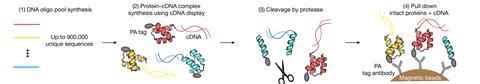 A diagram showing how cDNA sequences are first attached to PA tags then subject to cleavage by protease and finallly the magnetic beads pull down the proteins and the attached cDNA