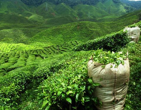 Tea plantation - CE1216 - shutterstock 109572140