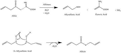 Biosynthetic route to allicin from alliin