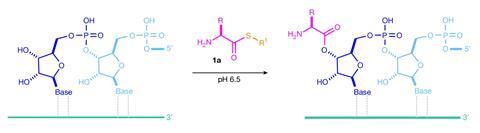 A scheme showing an aminoacyl-thiol reacting with an RNA molecule