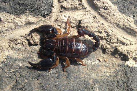 The Kolotl magnus scorpion from Guerrero, Mexico