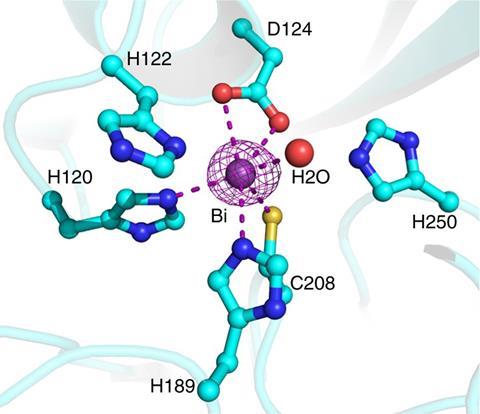 An image showing the active site of Bi-bound NDM-1