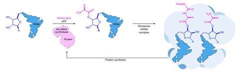 A scheme depicting the two main steps of ribosomal peptide synthesis