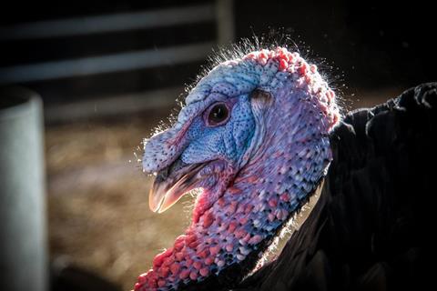 Turkey at Wimpole Farm, Cambridgeshire