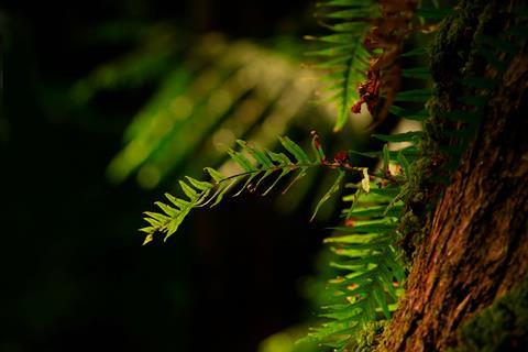 Pacific yew on a black background