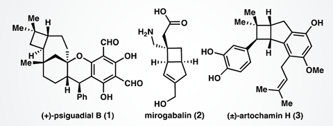 An image showing natural products that feature the cyclobutane motif