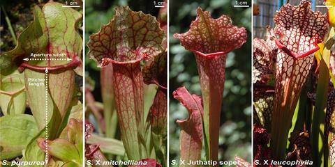 Carnivorous plants