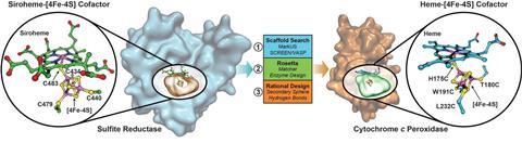 An illustration depicting the engineered heme protein