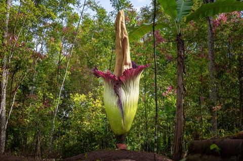 Corpse flower