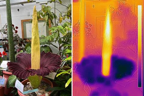 Corpse flower