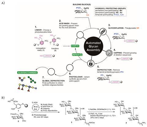 Figure showing four-step synthesis cycle for automated glycan assembly of polysaccharides